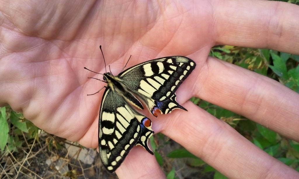 I Terracquari del Centro di Entomologia - Piombino (LI)